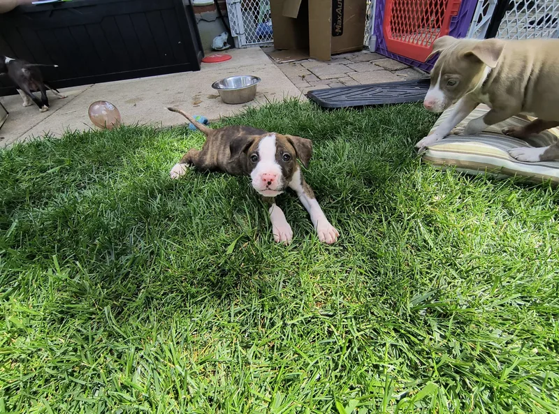 A baby medium-sized male Terrier dog named Dean for adoption in Aurora, IL