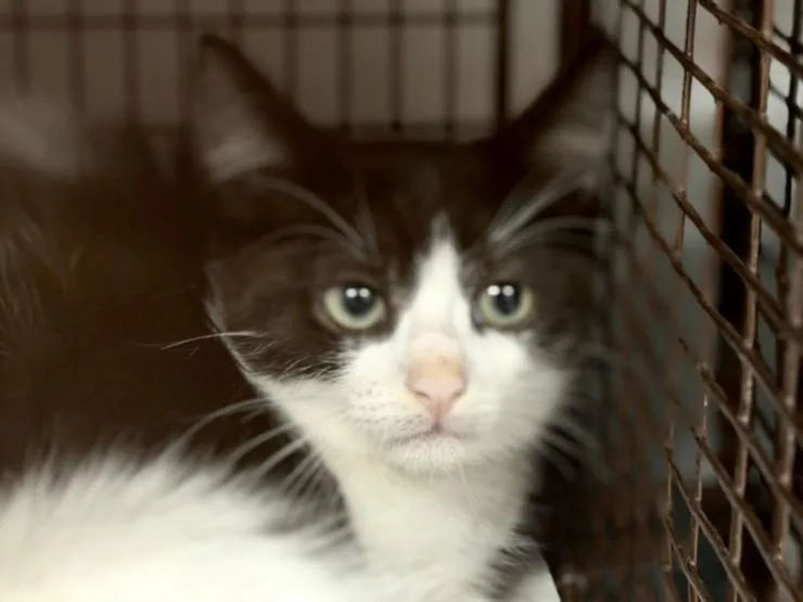 A baby small-sized male Domestic Short Hair cat named Smart for adoption in Los Angeles, CA