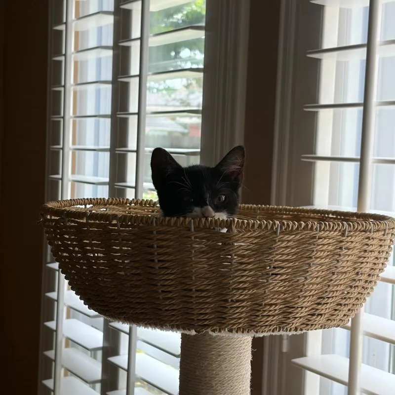 A baby small-sized female Black Domestic Short Hair cat named Izzy for adoption in League City, TX