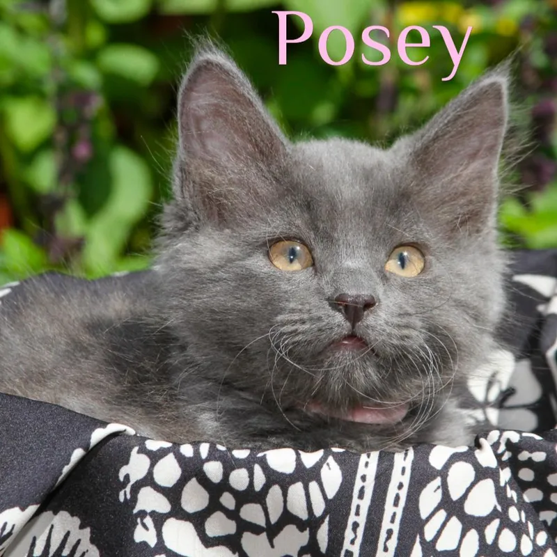 Posey