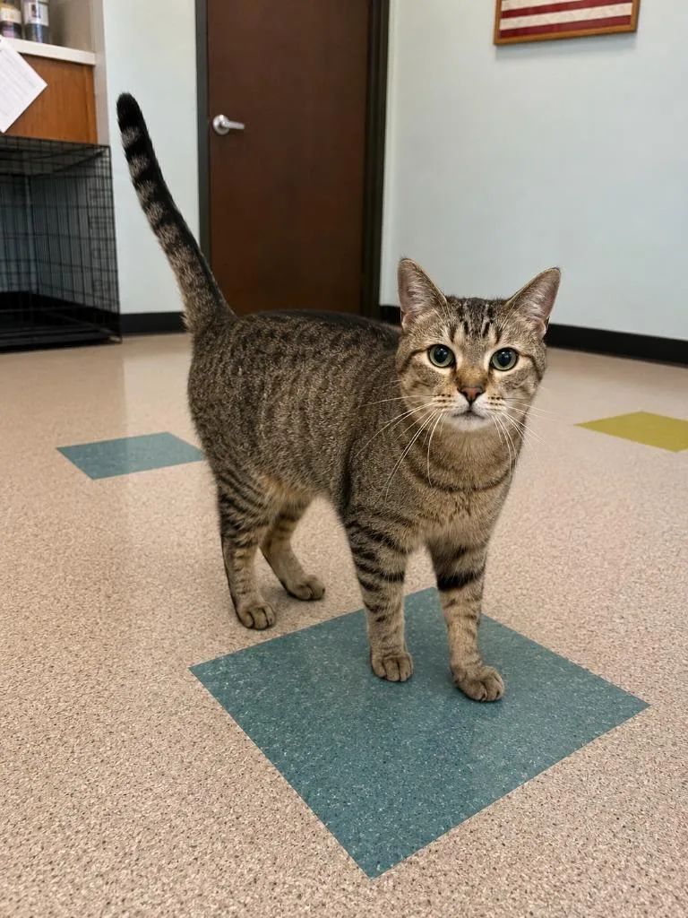 An adult large-sized male Bengal cat named Moon for adoption in Gallatin, TN