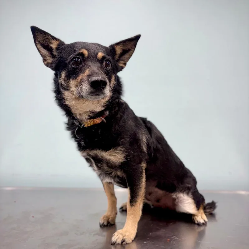 An adult small-sized female Black Mixed Breed dog named Tesla for adoption in Portland, OR