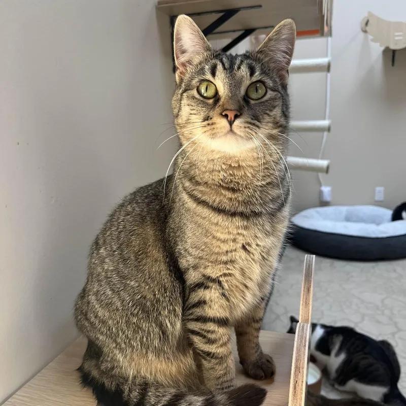 Peanut Butter thumbnail 2