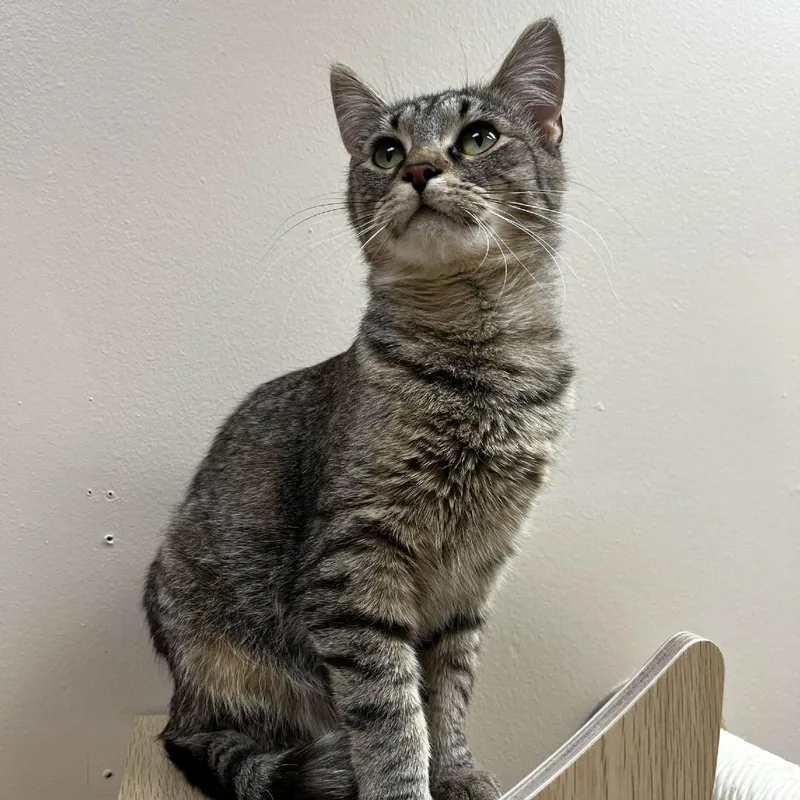 Peanut Butter thumbnail 3