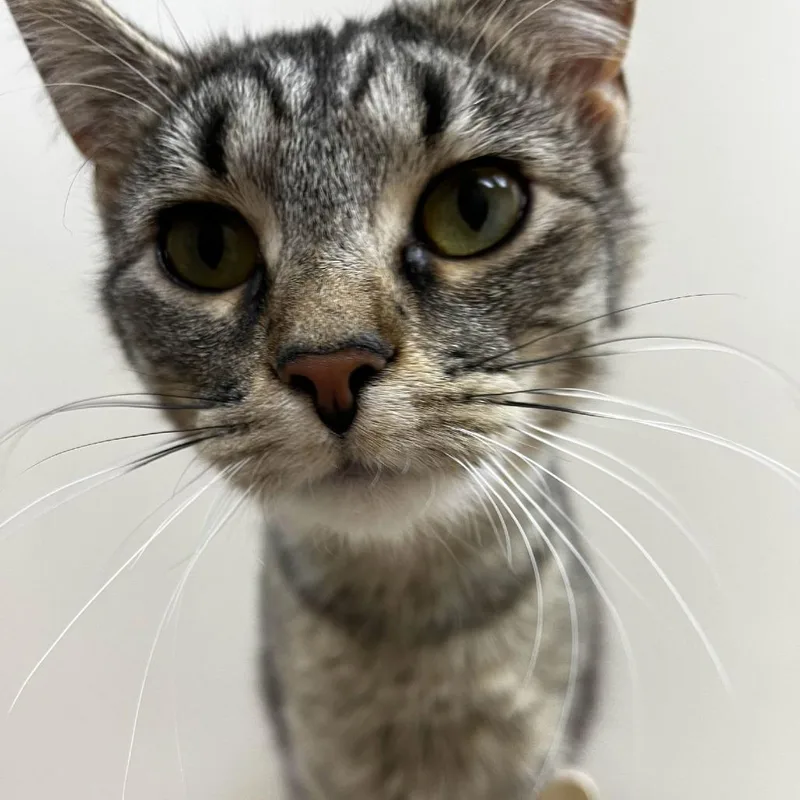 Peanut Butter thumbnail 4