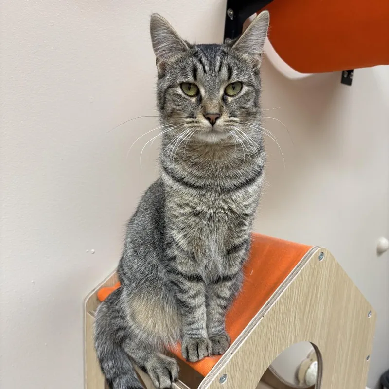 Peanut Butter thumbnail 5