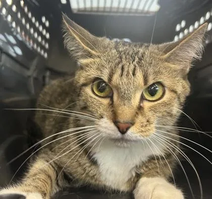 A baby medium-sized female Domestic Short Hair cat named Pita Chip for adoption in West Chester, PA
