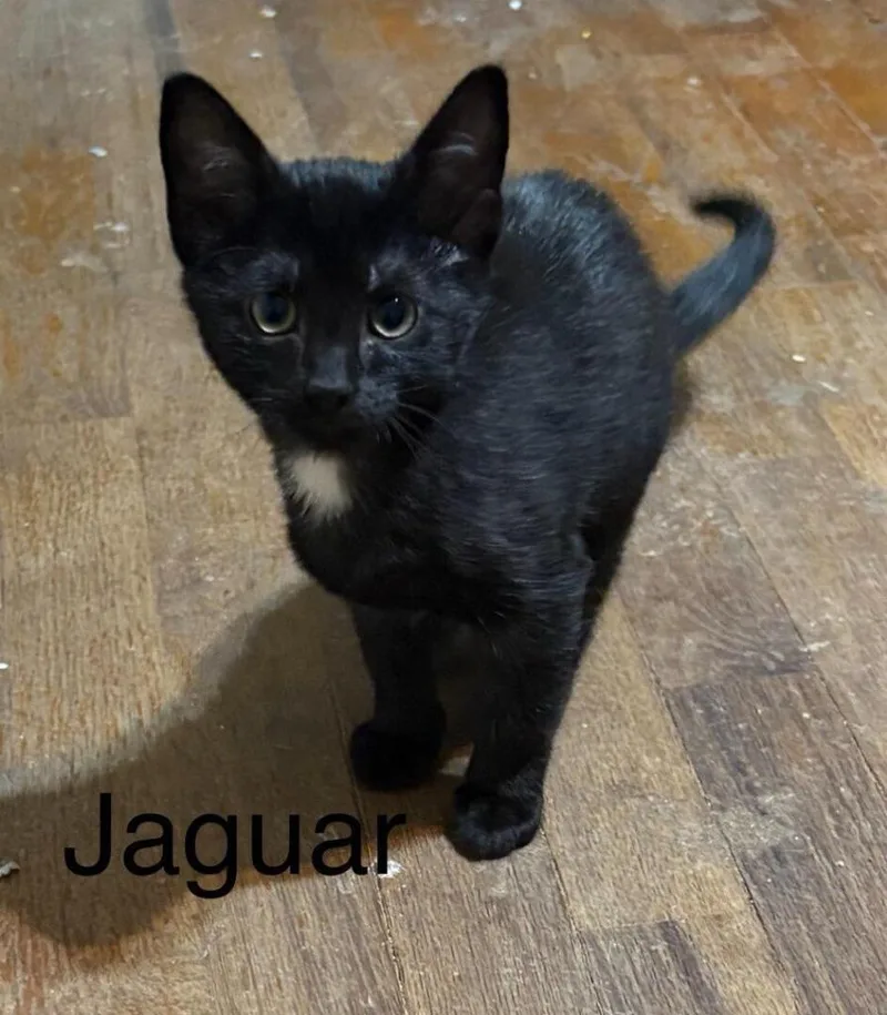 A baby medium-sized male Domestic Short Hair cat named Jaguar for adoption in Buffalo, MO