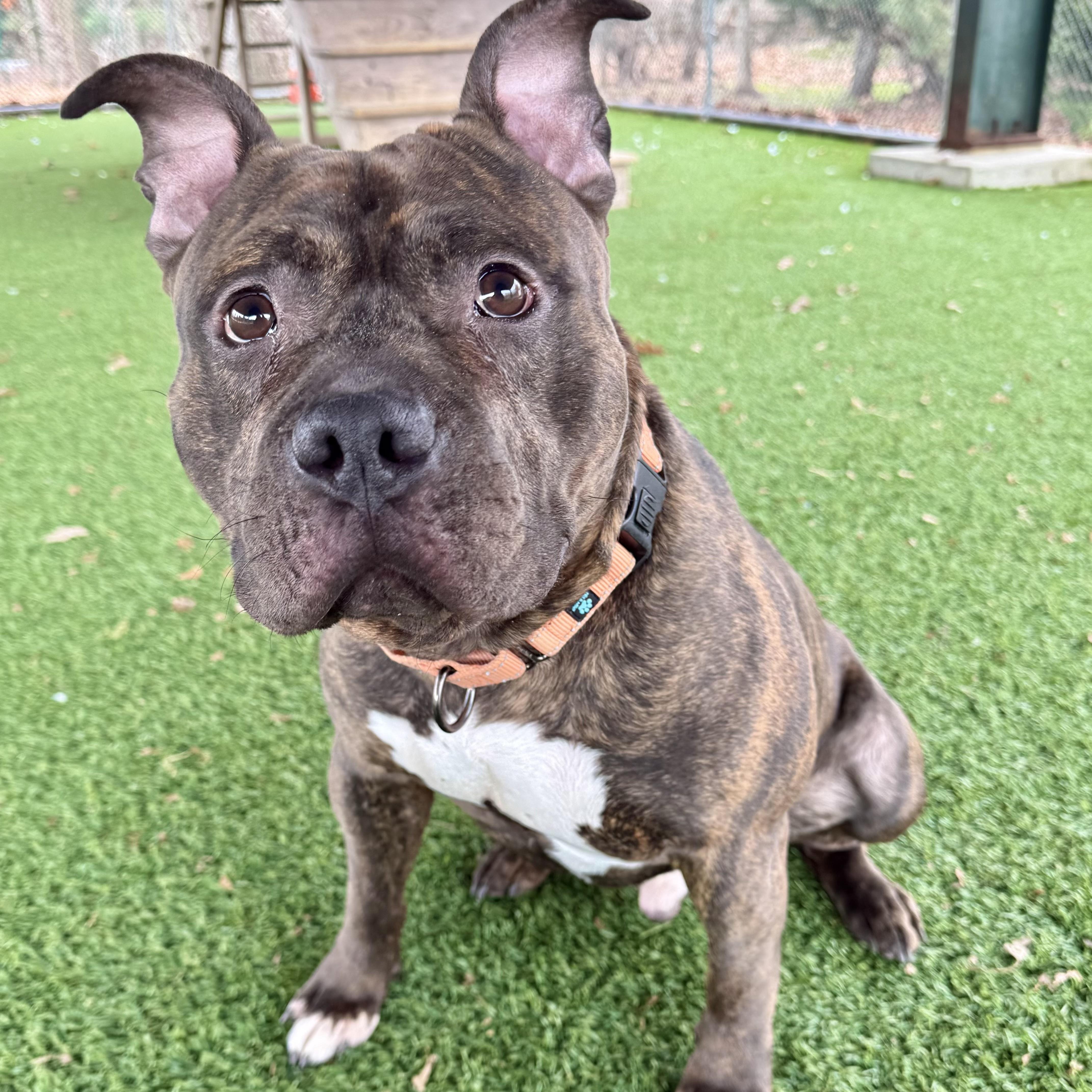 Baked Bean thumbnail 2