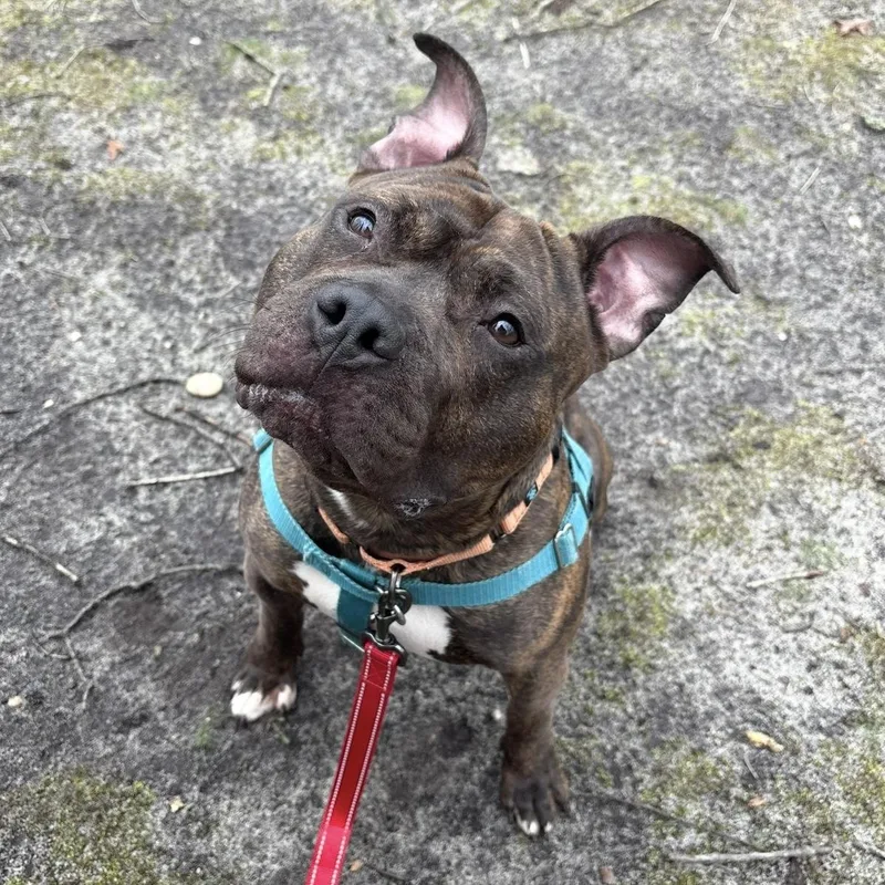 An adult large-sized male Brindle Pit Bull Terrier dog named Baked Bean for adoption in Eatontown, NJ