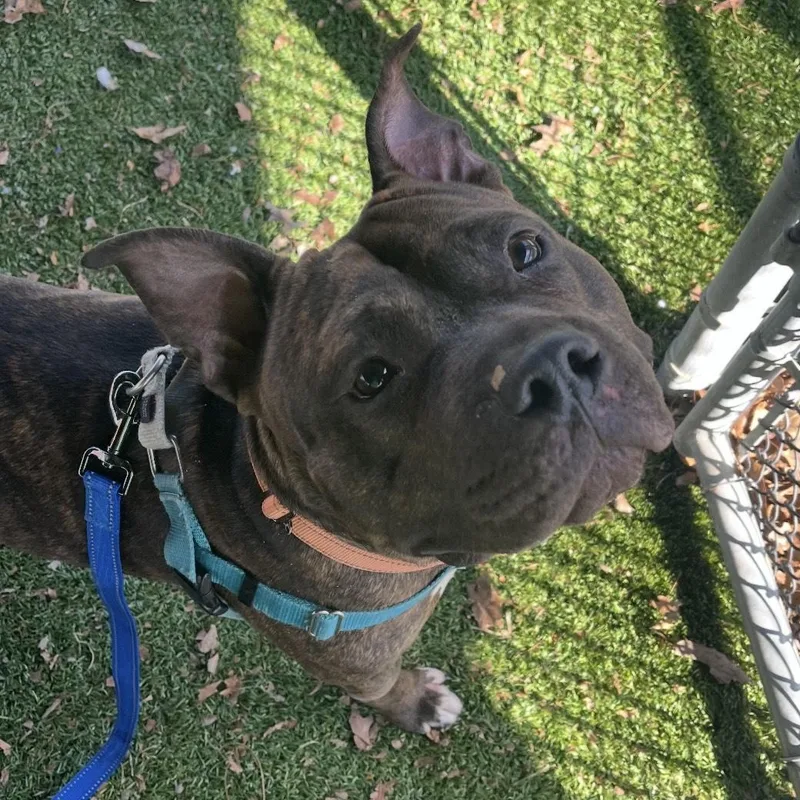 Baked Bean thumbnail 3