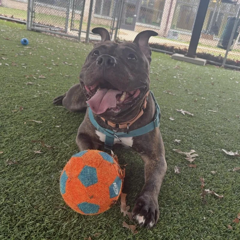 Baked Bean thumbnail 4