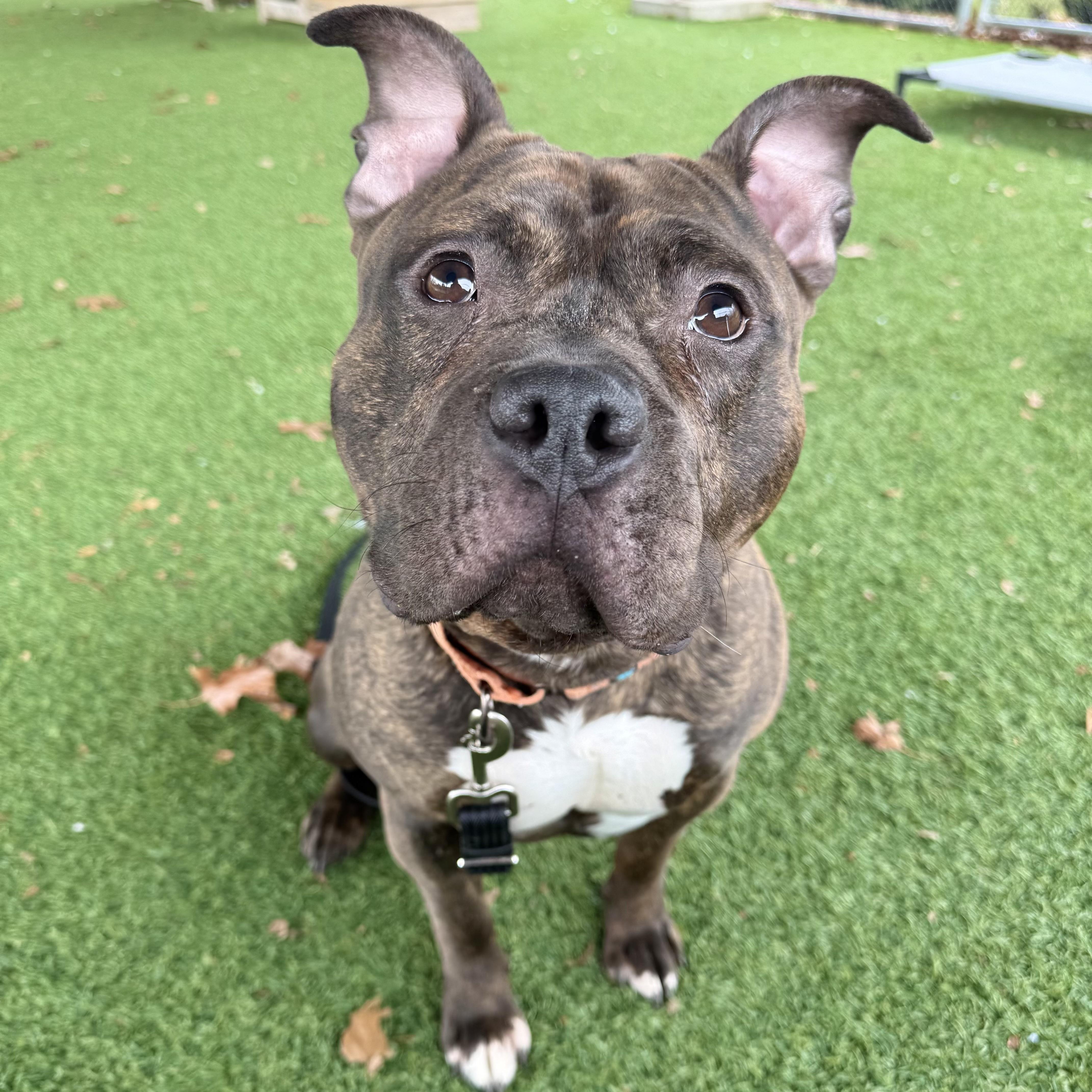 Baked Bean thumbnail 5