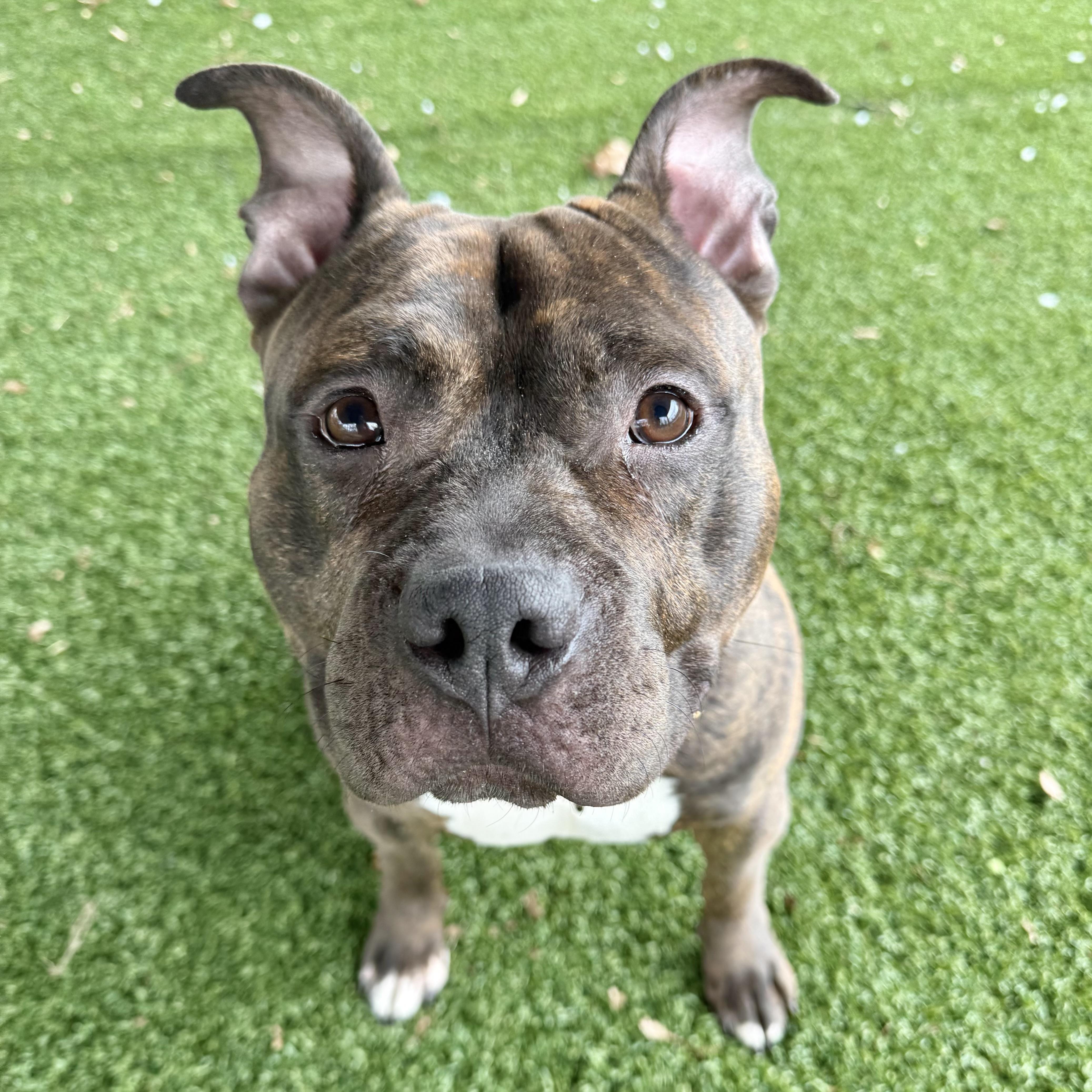 Baked Bean thumbnail 6