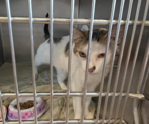 A young medium-sized male Domestic Short Hair cat named James for adoption in Cleveland, TN