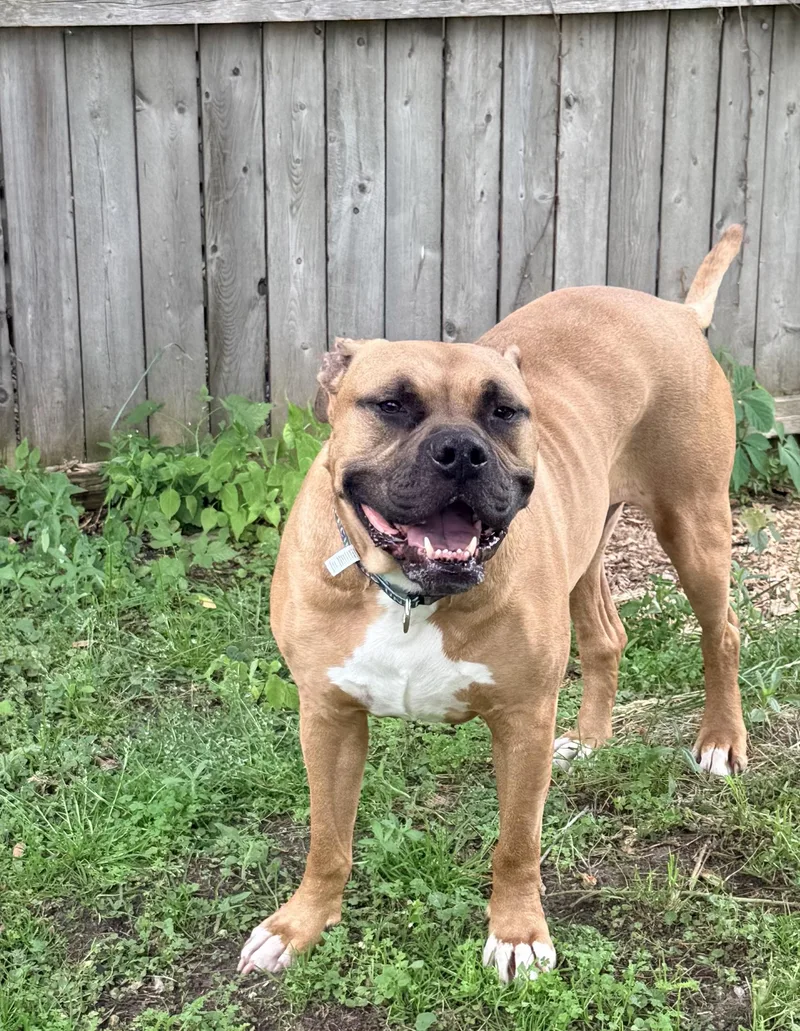 Beau