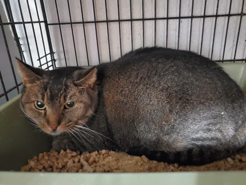 A senior medium-sized female Domestic Short Hair cat named Piper for adoption in Philippi, WV