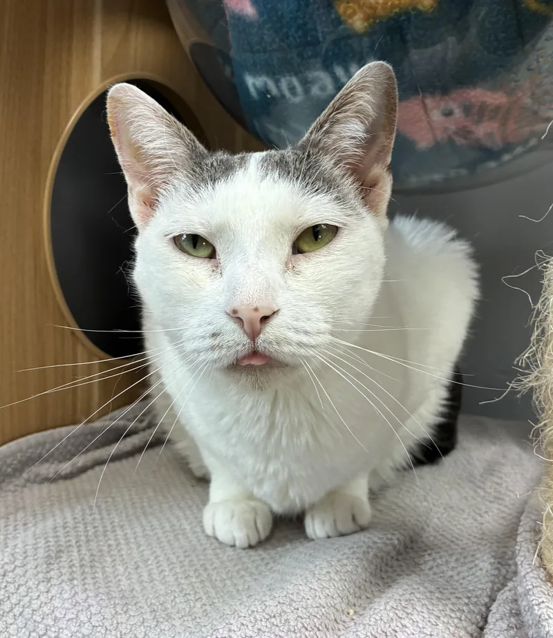 An adult large-sized female White Domestic Short Hair cat named Emmaleigh for adoption in Breinigsville, PA
