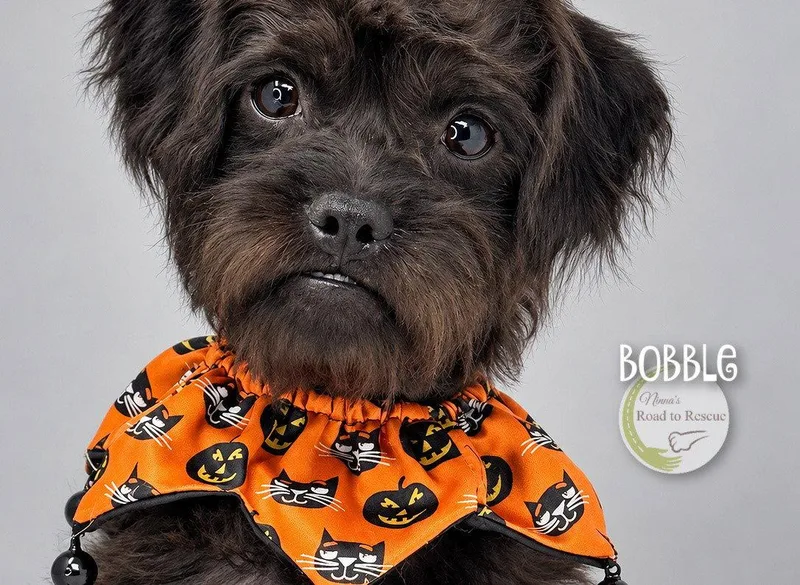 A young small-sized male Pug dog named Bobble for adoption in Benton, LA