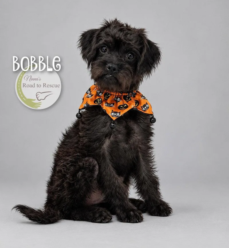 Bobble thumbnail 2