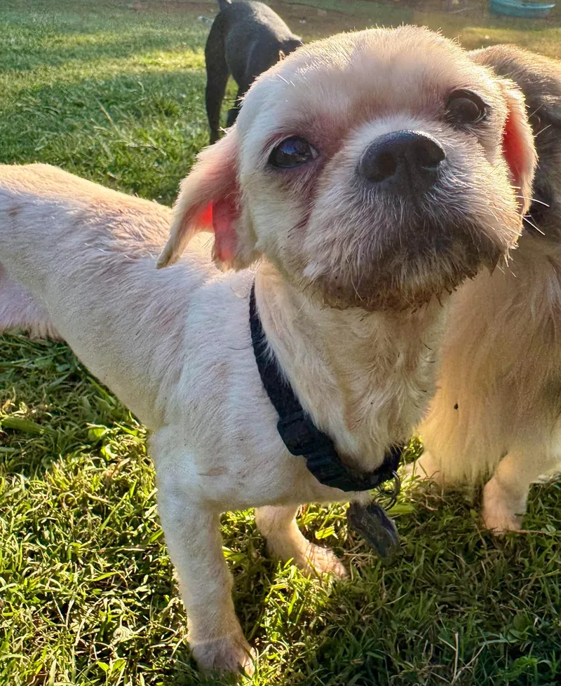 An adult small-sized male Shih Tzu dog named Boy for adoption in Maiden, NC