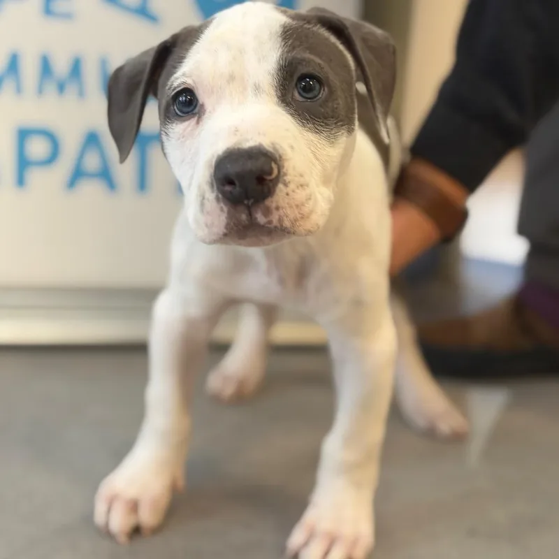 Green Bean thumbnail 2