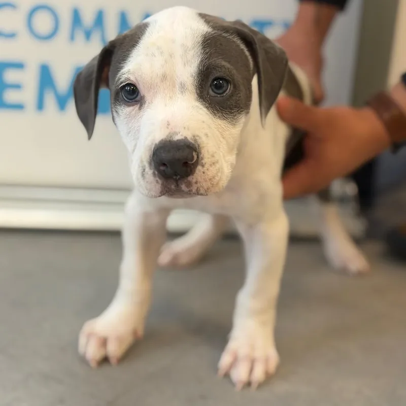 Green Bean thumbnail 4