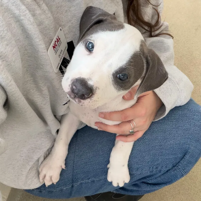 Green Bean thumbnail 5