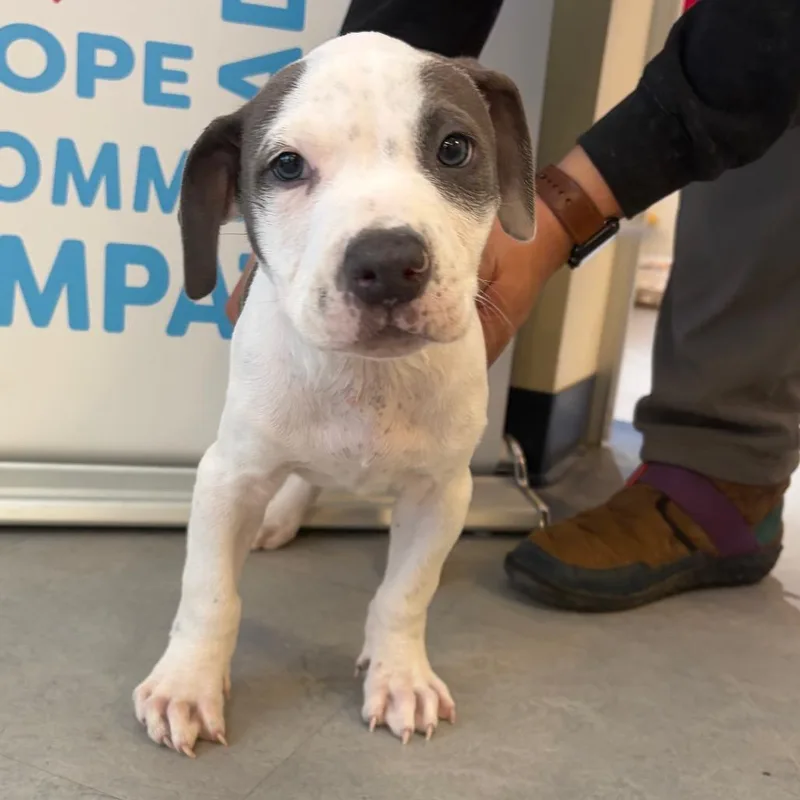 Green Bean thumbnail 6