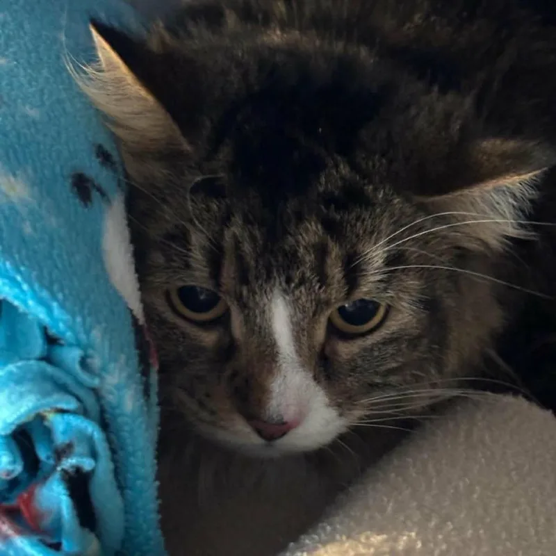 Geronimo thumbnail 2