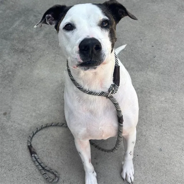 An adult extra large-sized male Boxer dog named Skully for adoption in Lincolnton, NC
