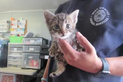 A baby medium-sized male Domestic Short Hair cat named Romie for adoption in West Memphis, AR