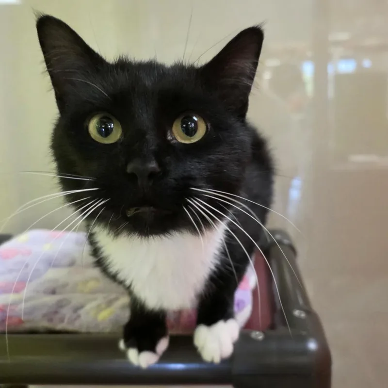 A young medium-sized male Black Domestic Short Hair cat named Bamboo for adoption in Oshkosh, WI