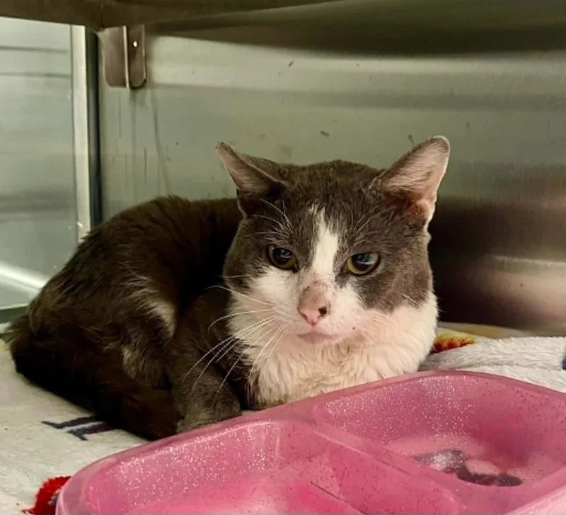 A young medium-sized male Domestic Short Hair cat named Lay's for adoption in Moundsville, WV