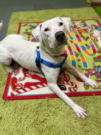 An adult medium-sized female Pit Bull Terrier dog named Strawberry for adoption in Fishers, IN