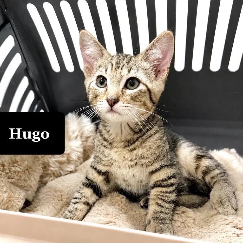 A baby small-sized male Gray / Blue / Silver Domestic Short Hair cat named Hugo for adoption in Long Beach, CA