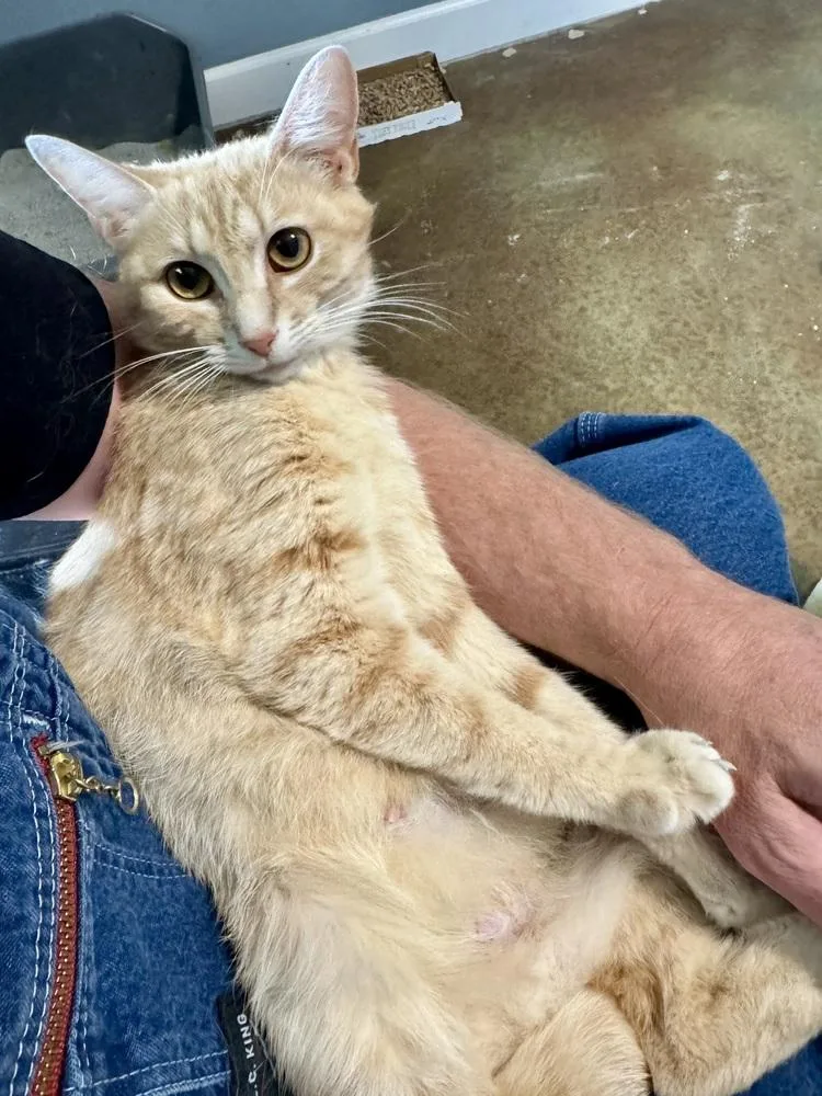 An adult medium-sized female Domestic Short Hair cat named Maia for adoption in Emerald Isle, NC