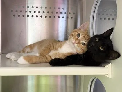 A baby small-sized female Black Domestic Short Hair cat named Do You Like To for adoption in Kansas City, MO