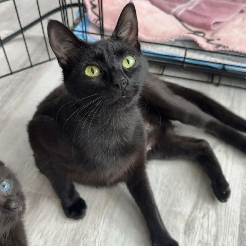 An adult medium-sized female Brown / Chocolate Domestic Short Hair cat named Mako for adoption in West Olive, MI