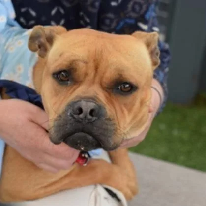 An adult medium-sized female Yellow / Tan / Blond / Fawn Mixed Breed dog named Cedar for adoption in New York, NY