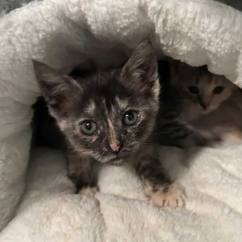 A baby small-sized female Calico Domestic Short Hair cat named Lacey for adoption in Ferndale, MI