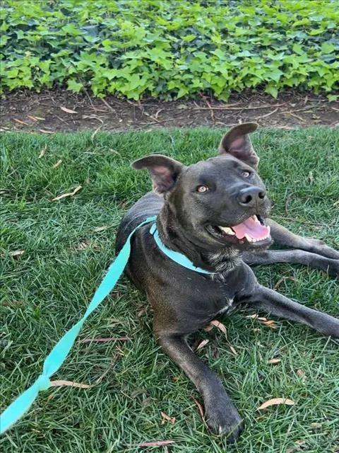 Chiquito thumbnail 2