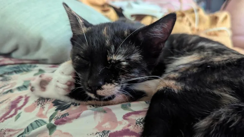 A baby small-sized female Domestic Short Hair cat named Pepper for adoption in Lunenburg, MA