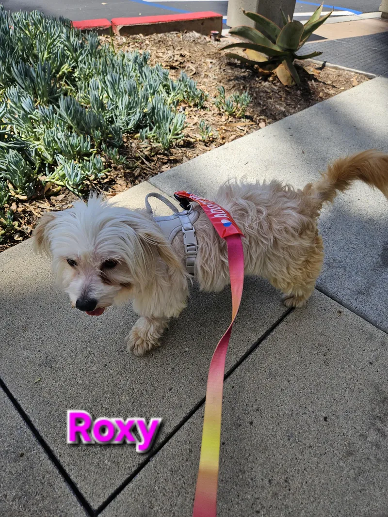 An adult small-sized female Apricot / Beige Maltese dog named Roxy for adoption in Los Angeles, CA