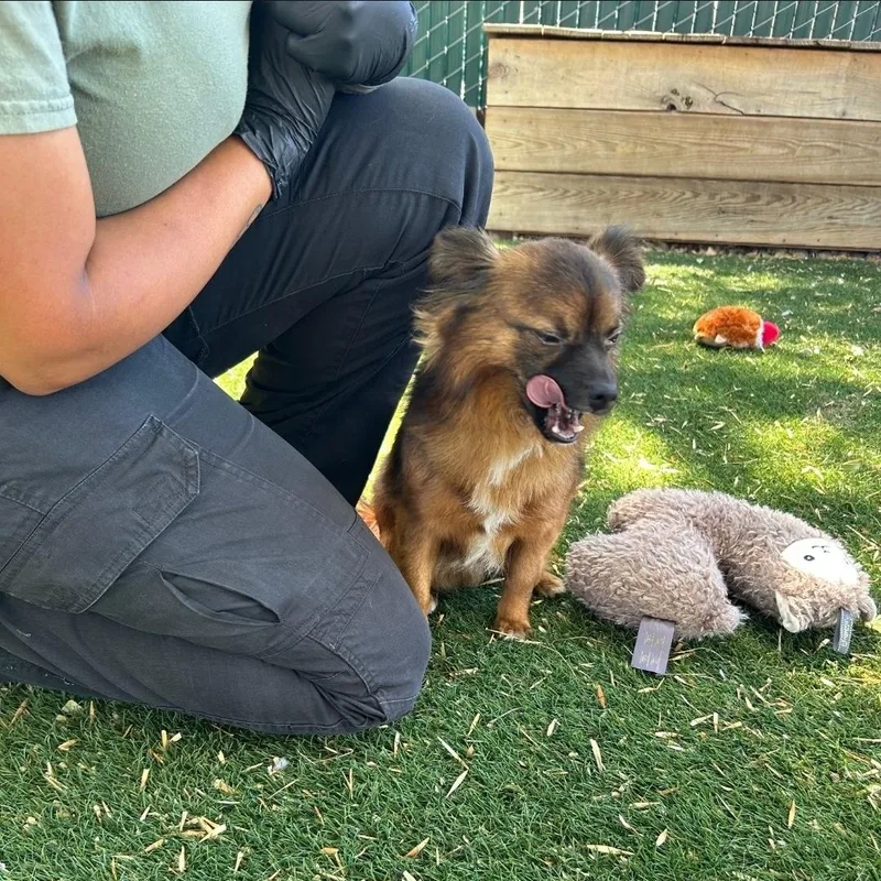 An adult small-sized male Pomeranian dog named Fluffy for adoption in Brentwood, CA