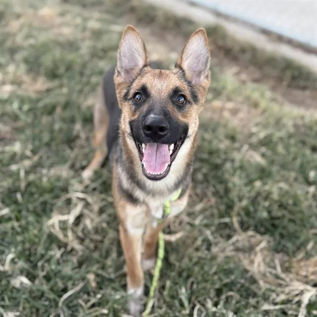 A young small-sized female German Shepherd Dog dog named Aqua for adoption in Modesto, CA