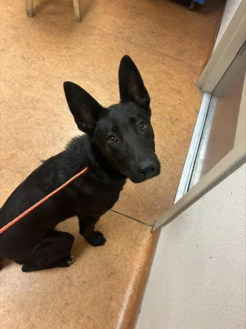 A young medium-sized female German Shepherd Dog dog named Catirina for adoption in Sacramento, CA