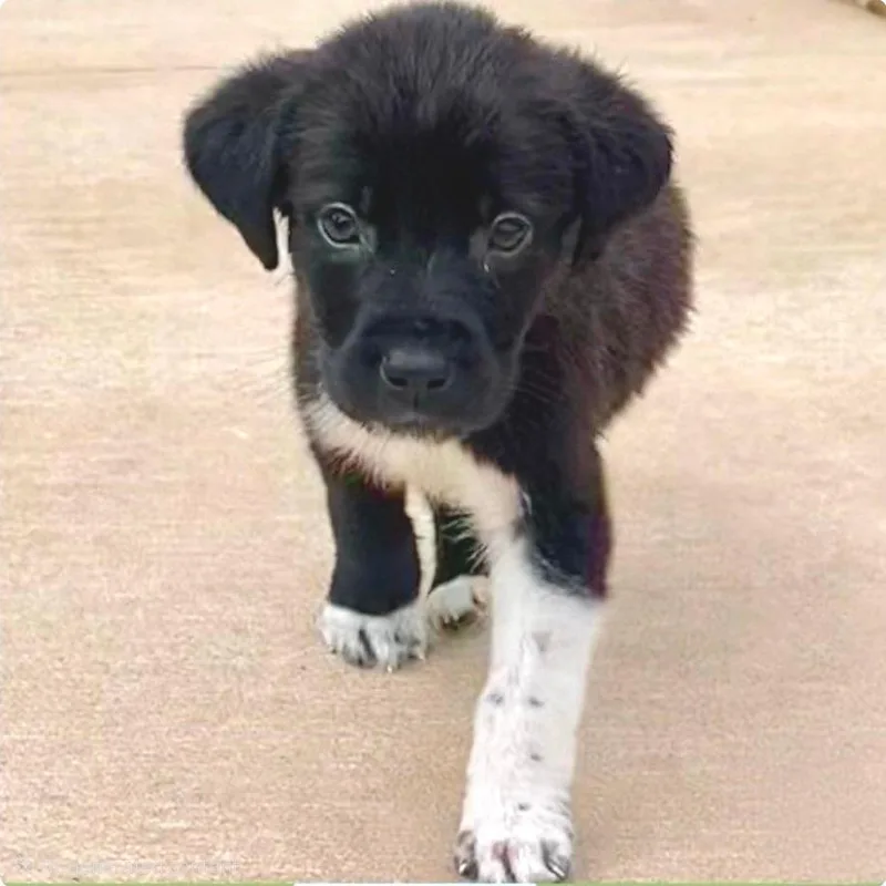 A baby large-sized male Black Labrador Retriever dog named Ct Nike Avail Jun for adoption in Stormville, NY