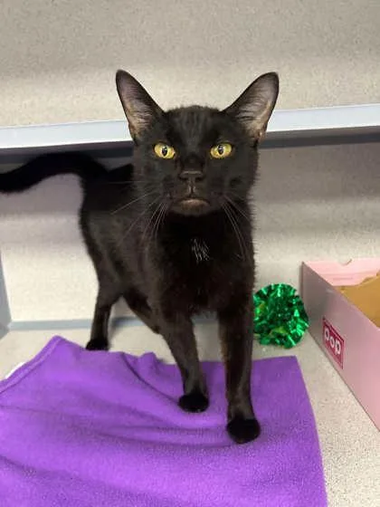 An adult medium-sized female Domestic Short Hair cat named Milky Way~ SO SWEET! for adoption in Bowling Green, KY
