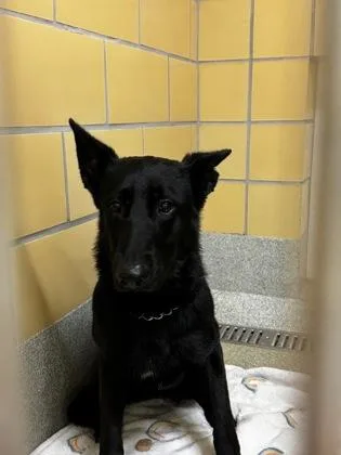 An adult large-sized female Black German Shepherd Dog dog named Phoenix for adoption in Key West, FL